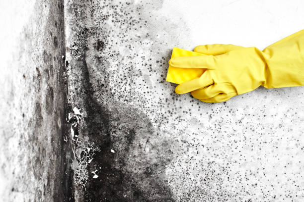 Best Home Mold Removal  in Cary, NC