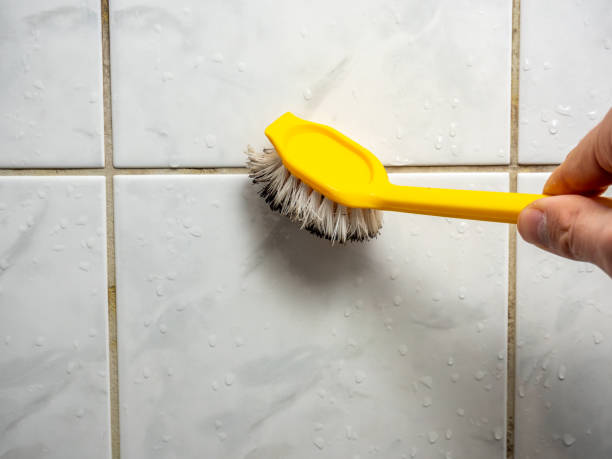Best Black Mold Removal  in Cary, NC