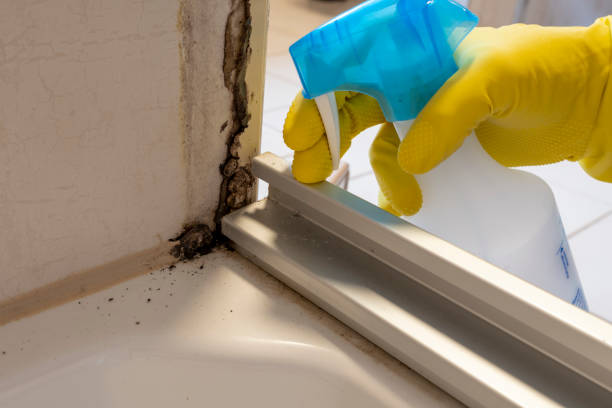Best Commercial Mold Removal  in Cary, NC