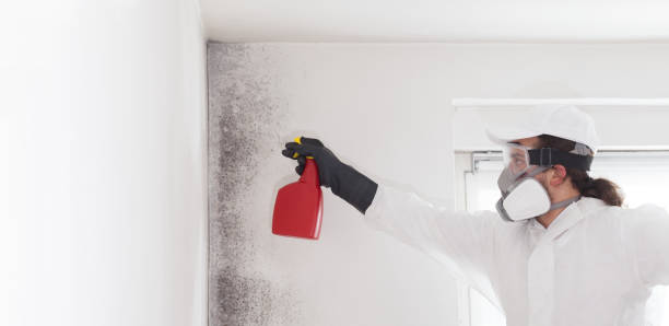 Best Certified Mold Removal  in Cary, NC
