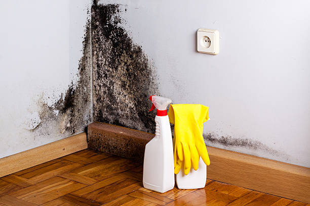 Best Black Mold Removal  in Cary, NC