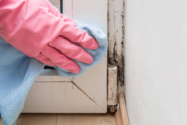 Best Toxic Mold Removal  in Cary, NC