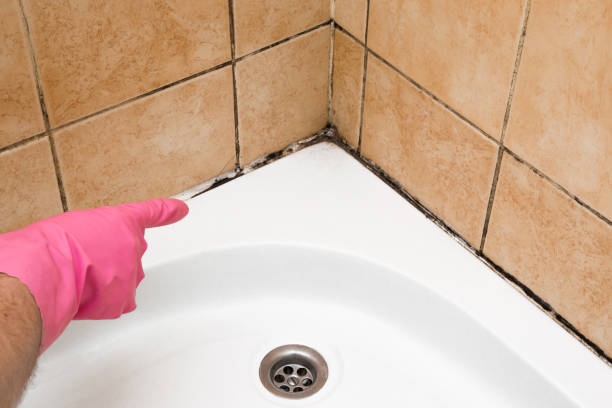 Best Mold Remediation  in Cary, NC
